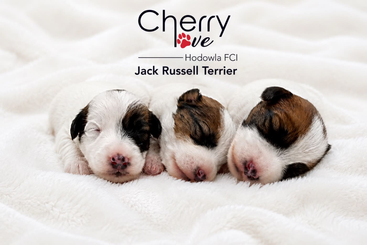 Dostępne szczenięta Jack Russell Terrier FCI