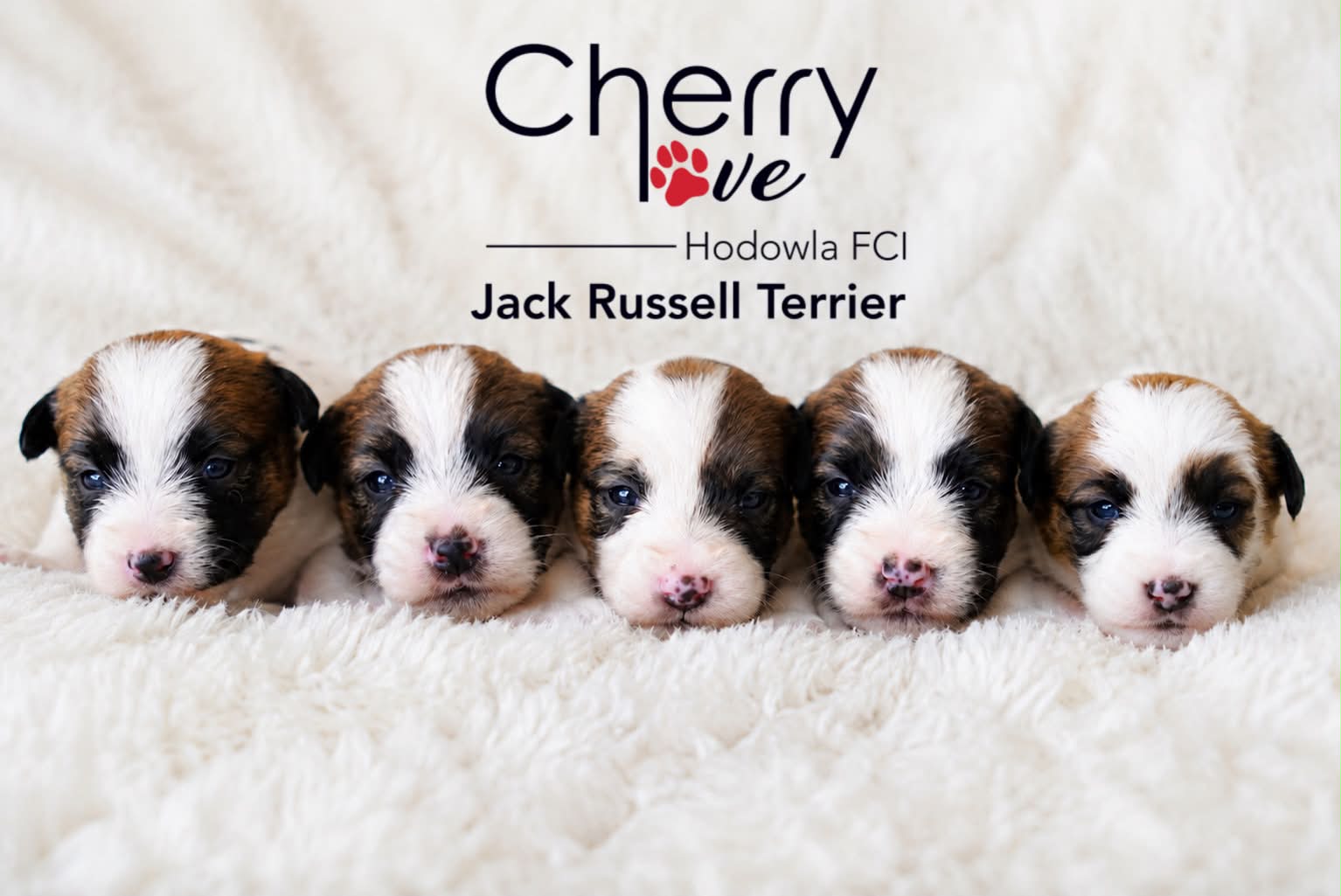 Dostępne szczenięta Jack Russell Terrier FCI