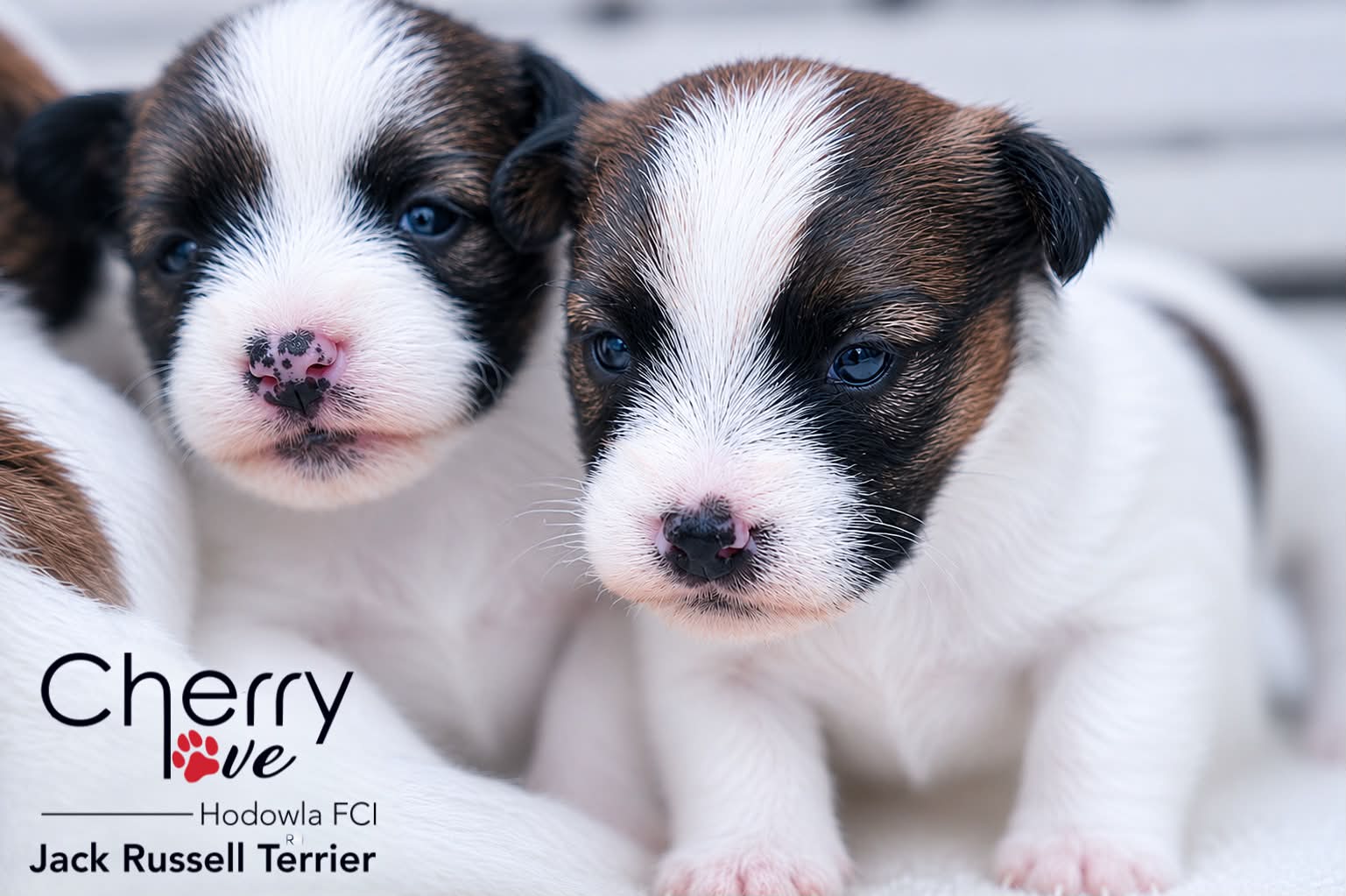 Dostępne szczenięta Jack Russell Terrier FCI