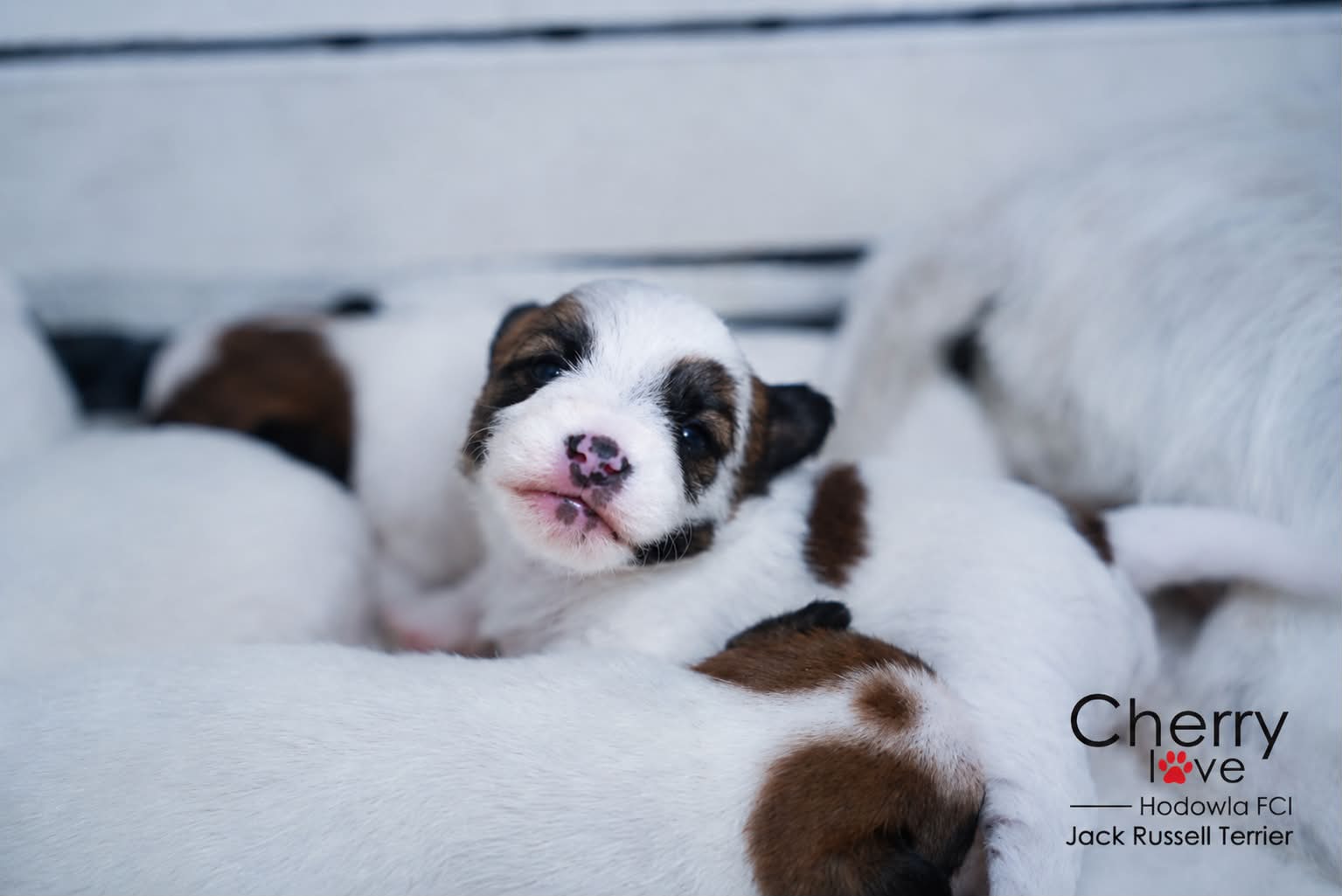 Dostępne szczenięta Jack Russell Terrier FCI