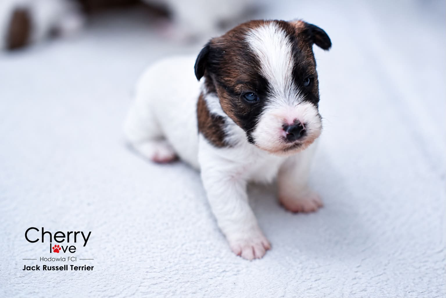 Dostępne szczenięta Jack Russell Terrier FCI
