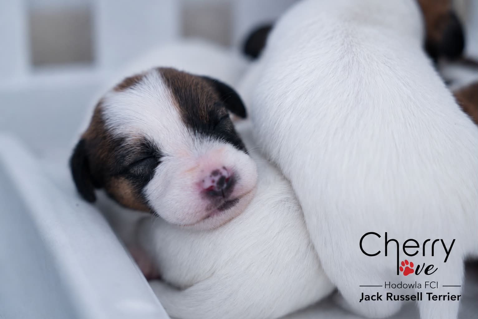Dostępne szczenięta Jack Russell Terrier FCI