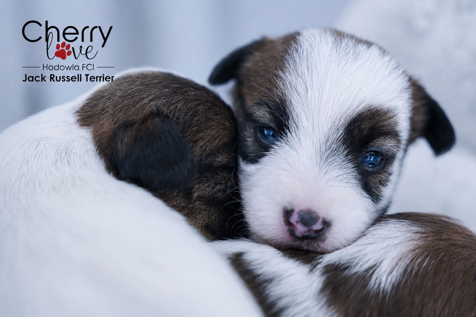 Dostępne szczenięta Jack Russell Terrier FCI