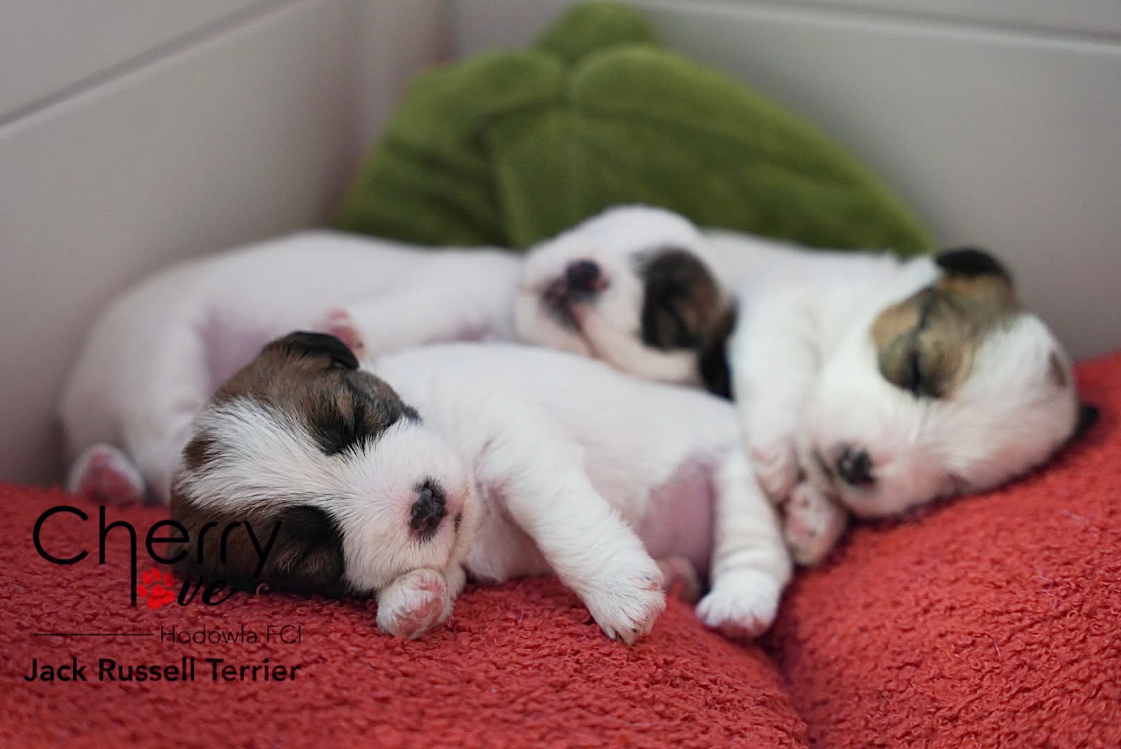 Dostępne szczenięta Jack Russell Terrier FCI