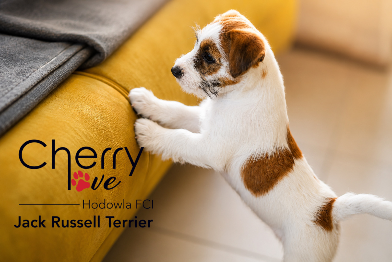 Dostępne szczenięta Jack Russell Terrier FCI