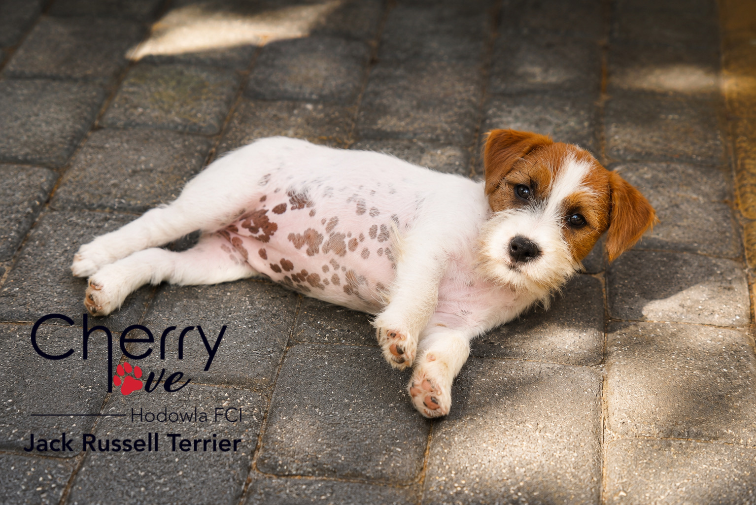 Dostępne szczenięta Jack Russell Terrier FCI