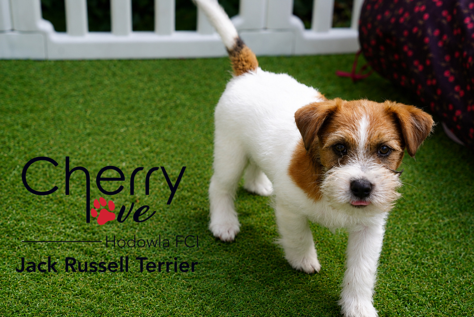 Dostępne szczenięta Jack Russell Terrier FCI