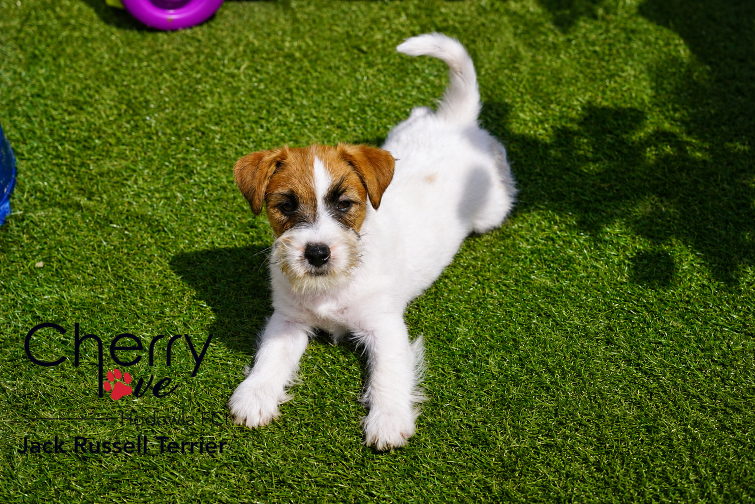 Dostępne szczenięta Jack Russell Terrier FCI