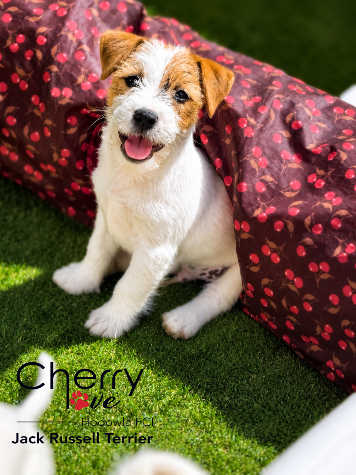 Dostępne szczenięta Jack Russell Terrier FCI
