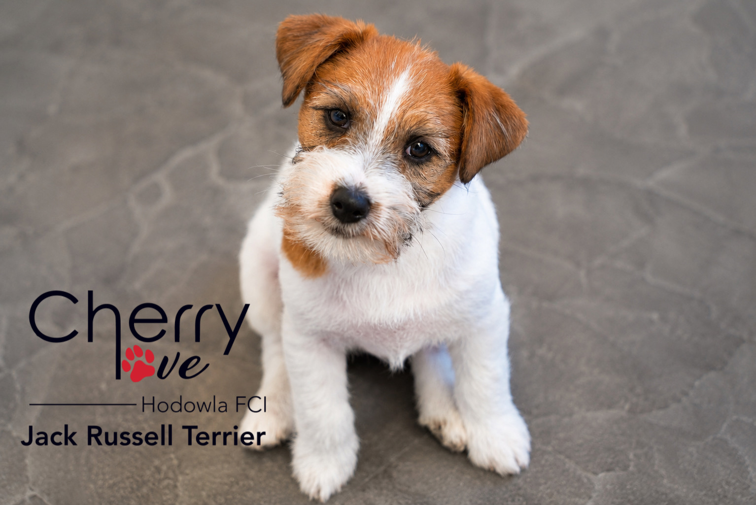 Dostępne szczenięta Jack Russell Terrier FCI