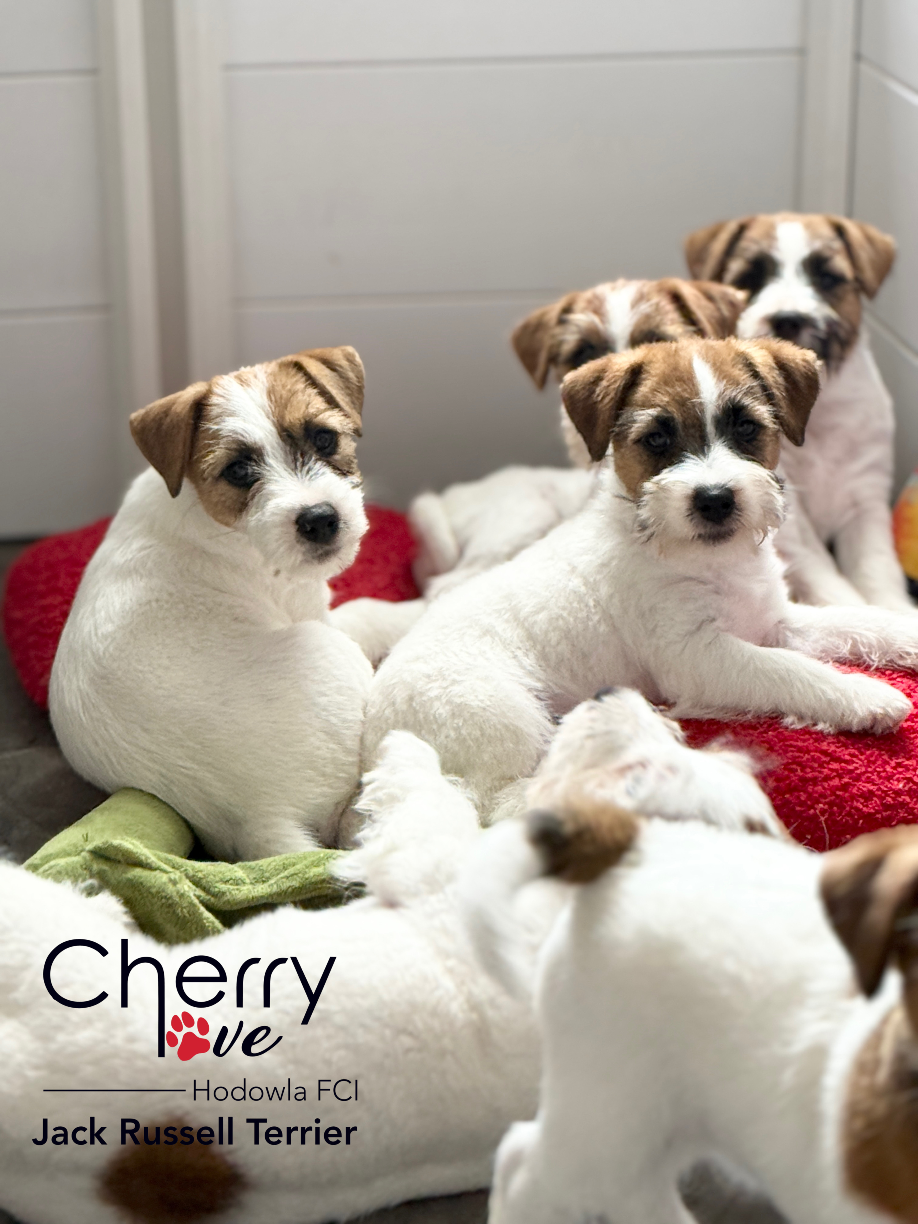 Dostępne szczenięta Jack Russell Terrier FCI