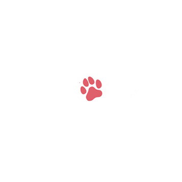 Cherry Love - Jack Russel Terrier Hodowla